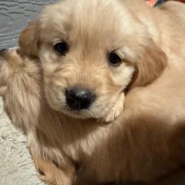 Golden Retriever Puppies from Golden Paws of Purpose