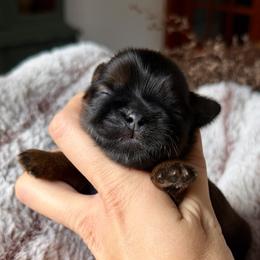 Pumpkin Latte - Sable male Shih Tzu puppy in Erin, New York from HonorRae Shih Tzu