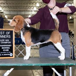 Giselle - Beagle
