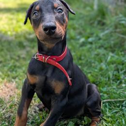 Doberman Pinscher Puppies from Warsong Dobermann