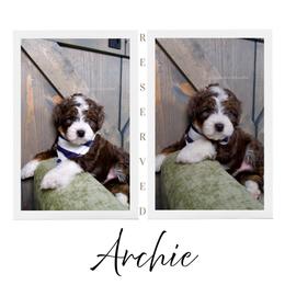 Jack - Tri Merle - Merle male Bernedoodle puppy in Bowling Green, Ohio from Windy Creek Doodles