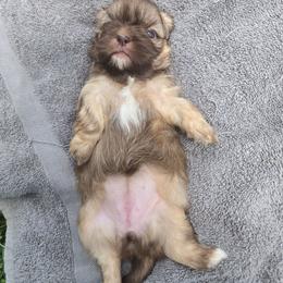 Chamomile - Lilac female Shih Tzu puppy in Normal, Illinois from Happy Shih Tzu Homes