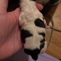 Dolly - White black and tan female Papillon puppy in Spartanburg, South Carolina from Sassy Pap Farms