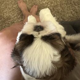 Shih Tzu Puppies from Puddle Jumpers Shih Tzus