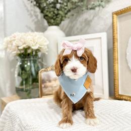Love - Caramel cream female Australian Labradoodle puppy in Palmdale, California from Doodles_Ko