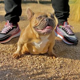 Nala - French Bulldog