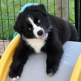 Ranger - Black & white male Miniature Australian Shepherd puppy in Lowgap, North Carolina from Ramblin’ Rose Mini's