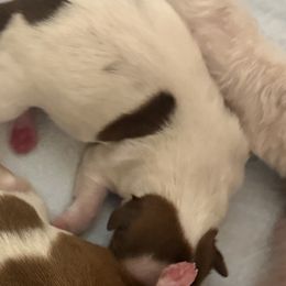 Shih Tzu Puppies from Wood Foo Breeders