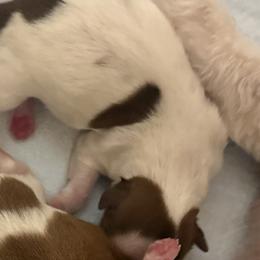 Shih Tzu Puppies from Wood Foo Breeders