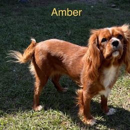 Amber - Ruby female Cavalier King Charles Spaniel puppy in Ocala, Florida from Ray of Sunshine Spaniels LLC