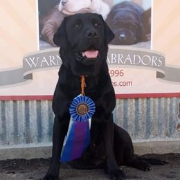 Cabela - Labrador Retriever