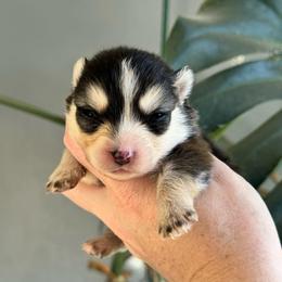 Selene - Black and white female Pomsky puppy in Boonville, Indiana from Elysian Pomskies