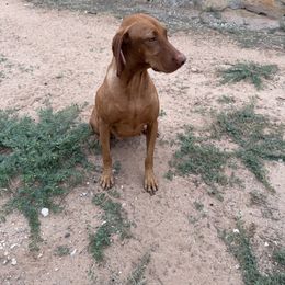 Vizsla All Grown Up from Ana Lane Vizslas
