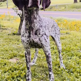 Rae - German Shorthaired Pointer