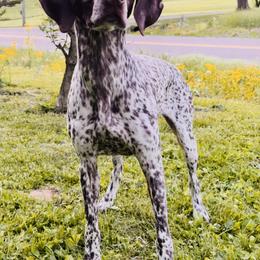 Rae - German Shorthaired Pointer