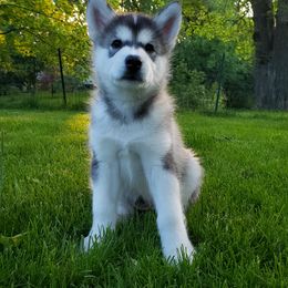 Alaskan Malamute Puppies from Delphi Alaskan Malamutes