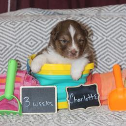 Charlotte - Red tri-color female Australian Shepherd puppy in Massachusetts from Knauer Australian Shepherds