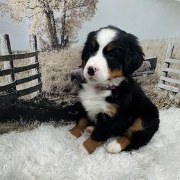 Pink multi - Black rust and white female Bernese Mountain Dog puppy in Harrisburg, North Carolina from Bunn Ranch Goldens & Bernese