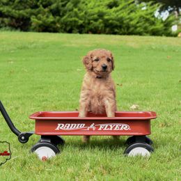 Goldendoodle Puppies from OodlesODoodles