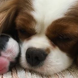 Cavalier King Charles Spaniels from RoyalSpaniel