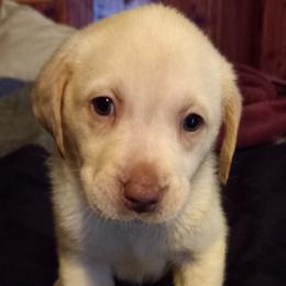Labrador Retriever Puppies from Cross Lake Labradors