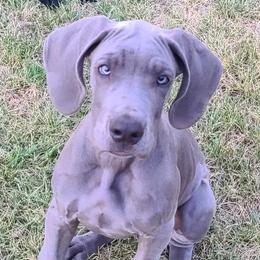 Great Danes from Delphi Danes