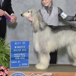 Afghan Hounds and Miniature Schnauzers from Noelle Silva