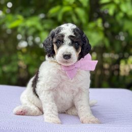 Lamb - Parti female Poodle puppy in Bellville, Ohio from Cedar Ridge Standard Poodles