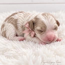Cavapoo Puppies from Lesley Payne