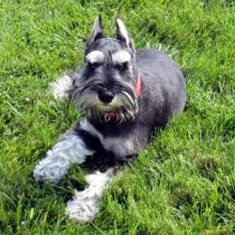 Miniature Schnauzer All Grown Up from Bachi's Miniature Schnauzers