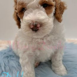 Bernedoodle Puppies from Whimsy Doodles