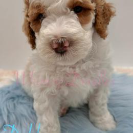 Bernedoodle Puppies from Whimsy Doodles