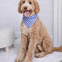 Archie - Goldendoodle