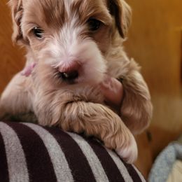 Assorted Doodle Crosses Puppies from Oasis Cotonpoos