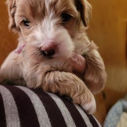 Assorted Doodle Crosses Puppies from Oasis Cotonpoos