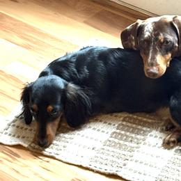 Dachshunds from Lord Frank’s Mini Weeniers