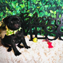 Pug Puppies from Show Stoppers! Lindsay’s Cenla Pugs! Genetic Perfection!