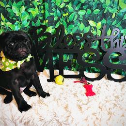 Pug Puppies from Show Stoppers! Lindsay’s Cenla Pugs! Genetic Perfection!