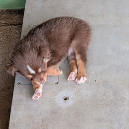 Tiniest red boy - Red tri-color male Australian Shepherd puppy in Cherry Grove, Oregon from TLC Dream and Pureland Australian Shepherds