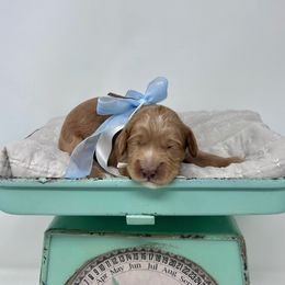 Binx - Brown - Caramel male Australian Labradoodle puppy in Citrus Heights, California from Elite Blend Labradoodles