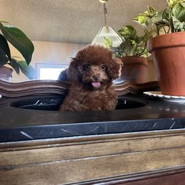 Apple - Red female Assorted Doodle Crosses puppy in Hesperia, California from House of Poodles