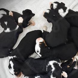 Bernedoodles, Goldendoodles, Golden Retrievers, Irish Doodles, and Poodles from Red String Farmstead