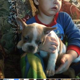 Boston Terrier, Companion Cross, and French Bulldog Puppies from High Plains French Bulldogs,Boston Terriers and Frenchtons.