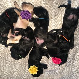 Goldendoodle puppies from Sammy’s Doodles