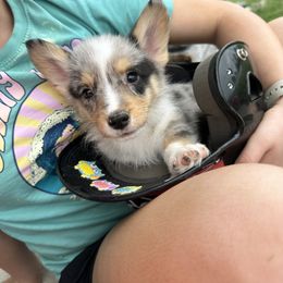 Boy 2 - Blue merle and white American Corgi puppy in Oxford, Iowa from Burns Corgis