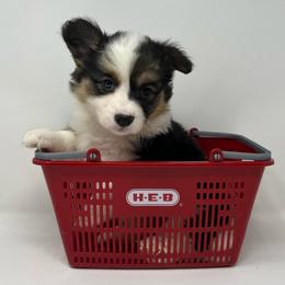 Sapphire (fluffy) - Black and tan female Pembroke Welsh Corgi puppy in Waco, Texas from The Comma Corgis