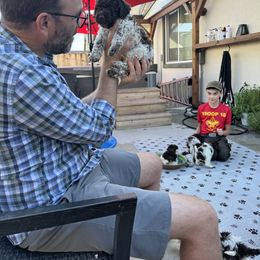 Lagotto Romagnolo Puppies from Anna’s Lagottos