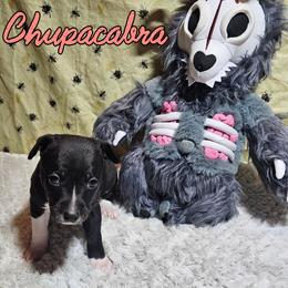 Chupacabra - Black and white female Rat Terrier puppy in Lynn, Alabama from Cryptic Rat Terriers