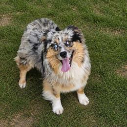 Jetta - Miniature Australian Shepherd