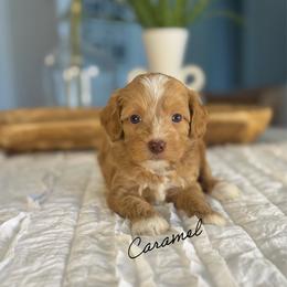 Caramel - Caramel female Australian Labradoodle puppy in Nashville, Tennessee from SF Australian Labradoodles